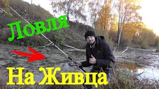 Ловля щуки и окуня на живца осенью