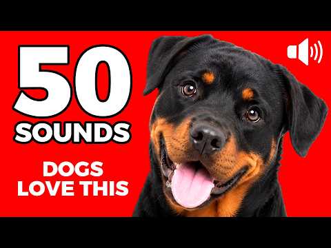 50 Short Sounds Dogs Love to Hear The Most 🐶❤️