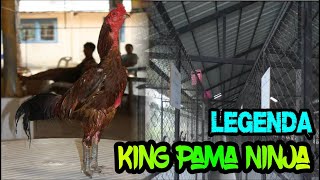 Download lagu Legenda Ayam King Pama Ninja mp3