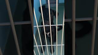 Video preview image #1 German Shepherd Dog-Unknown Mix Puppy For Sale in Pasadena, CA, USA