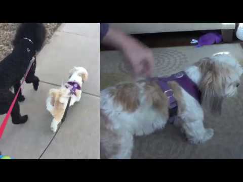 Gooby Freedom Dog Harness - how to put it on