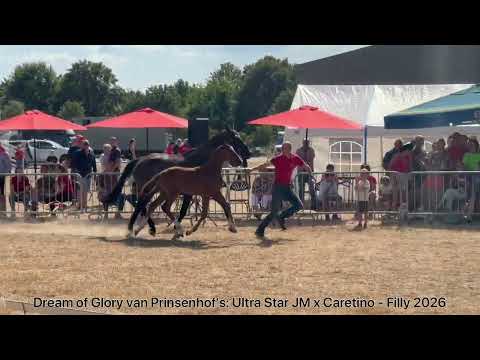 Dream of Glory van Prinsenhof’s (ULTRA STAR JM x CARETINO) - Video 2 video thumbnail