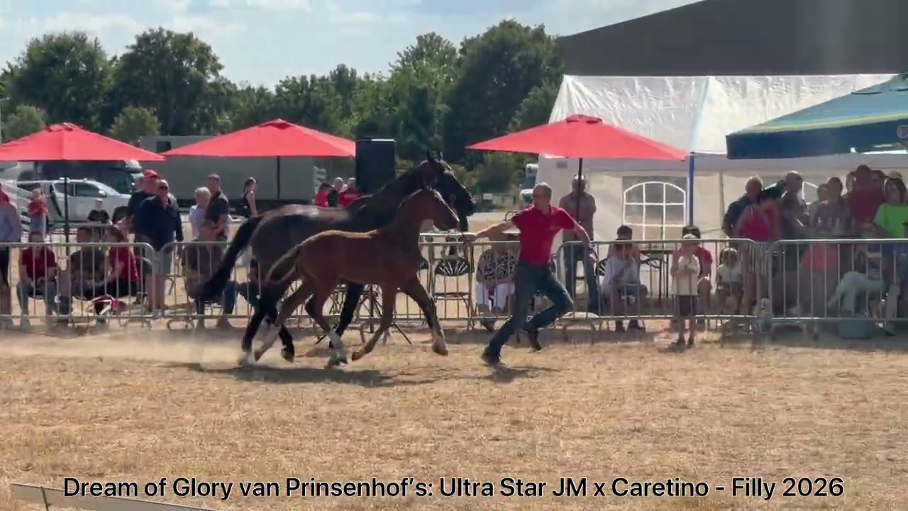 Dream of Glory van Prinsenhof’s (ULTRA STAR JM x CARETINO) video 1