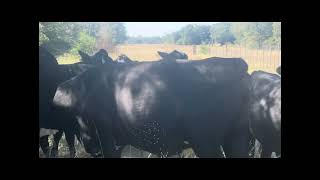 Super Black Baldie Fall Calving Heifers AI bred to Lbw Brangus bull