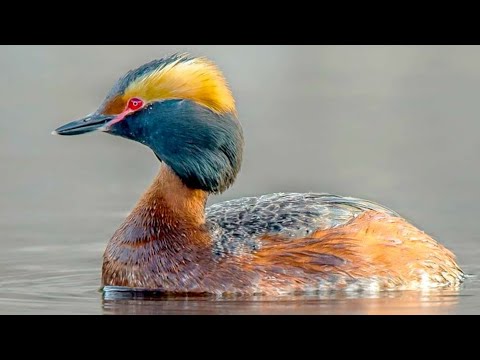 Potápka ušatá (Podiceps auritus) – volania a tokový spev