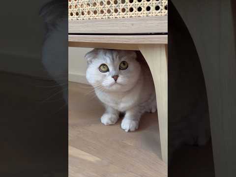 Do your cats do this too? #cat #cats #funny