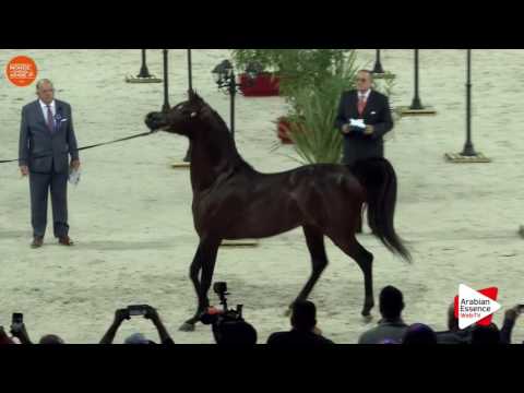 1ST - N.113 EKS Alihandro - Paris 2016 - Stallions 4 years old and more (Class CM6 A)