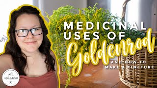 Medicinal Uses of GOLDENROD + Goldenrod TINCTURE (how-to)