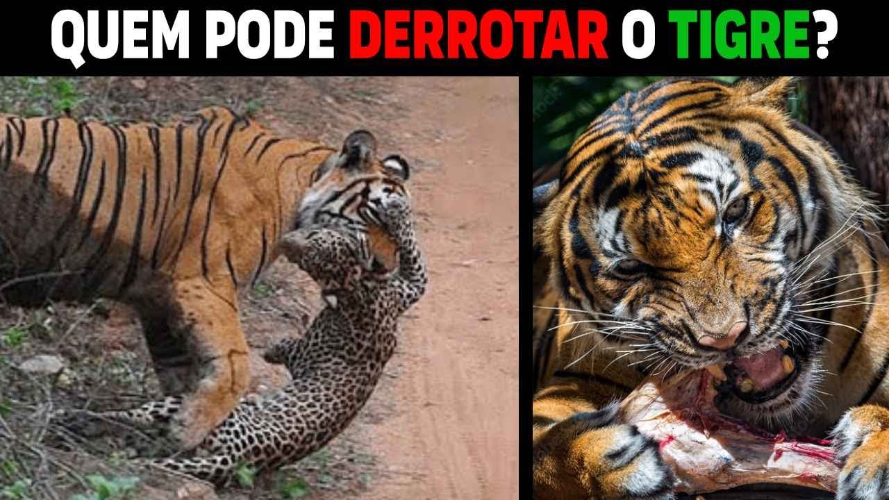 6 Animais QUE PODEM VENCER um Tigre