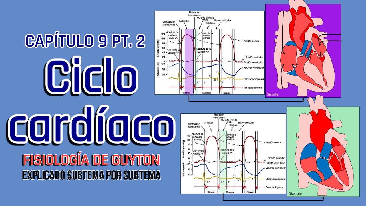 CAP 9 (2/3) Ciclo cardíaco l Fisiología de Guyton