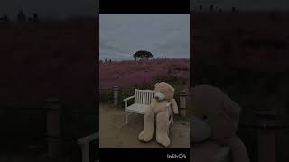 가을가볼만한곳 핑크뮬리명소 황화코스모스  합천여행추천 신소양체육공원 포토존 인생샷 10월여행추천#가을꽃 #핑크뮬리 #무료#애견동반#박지현#우리는된다니까#미스터트롯#가수박지현