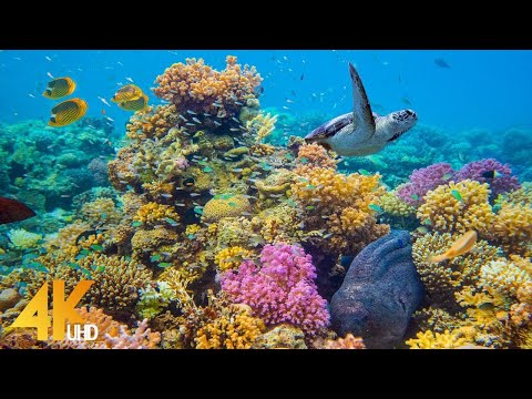 4K Stunning Underwater Wonders of the Red Sea - Colorful Coral Reef Inhabitants - 3 HOUR