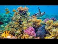 4K Stunning Underwater Wonders Of The Red Sea Colorful Coral Reef Inhabitants 3 HOUR