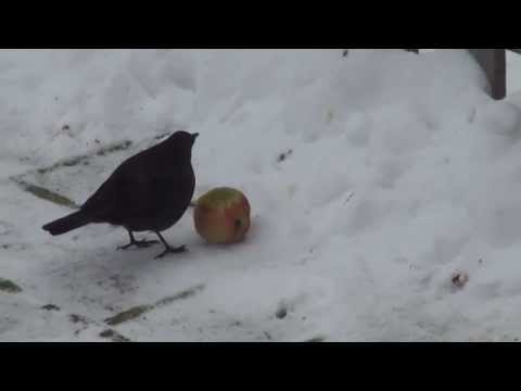 Fugl spiser hos kingbo.dk