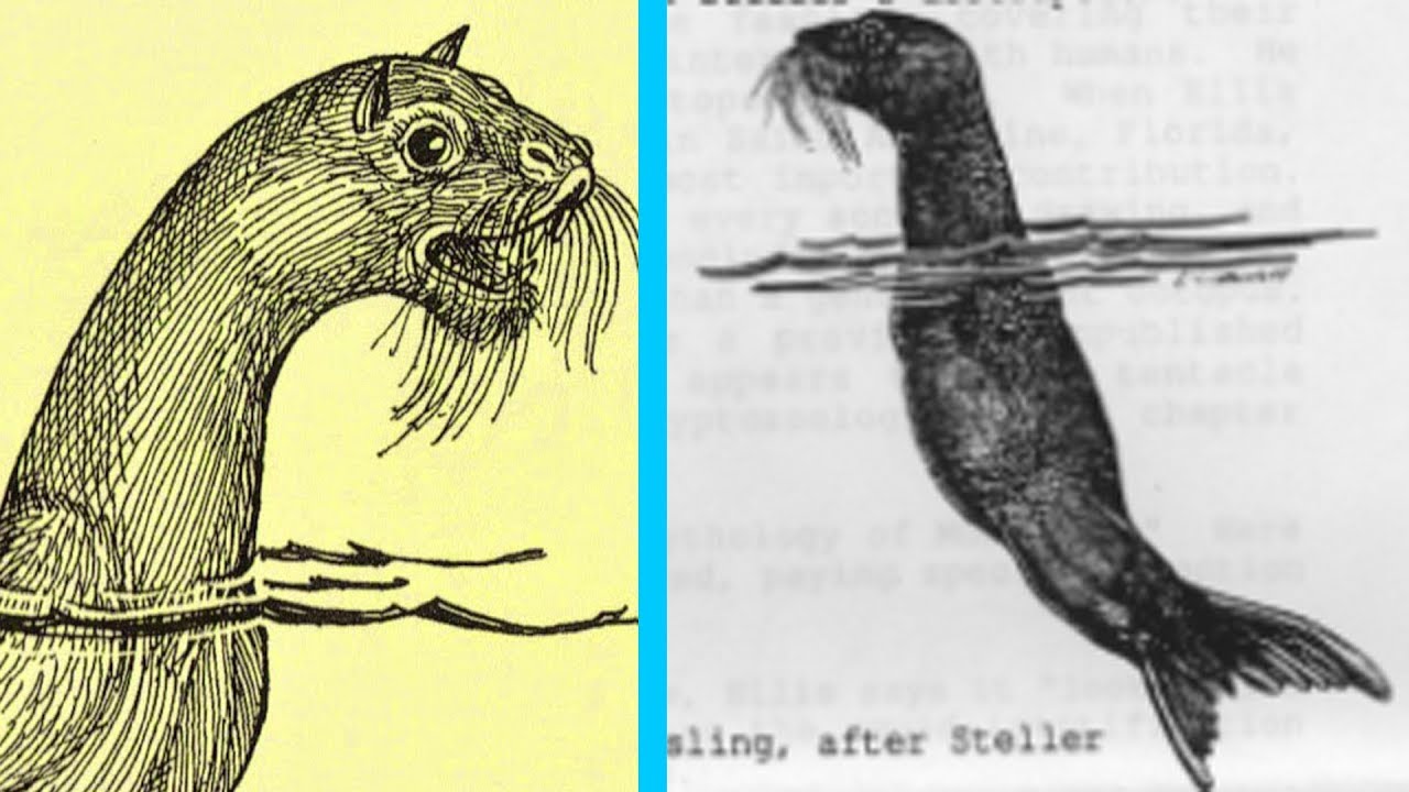 The Mystery of Steller's Sea Ape