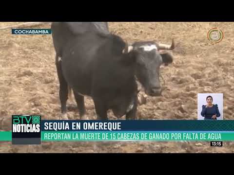 Cochabamba: Omereque lamenta la pérdida de 15 cabezas de ganado por la sequía