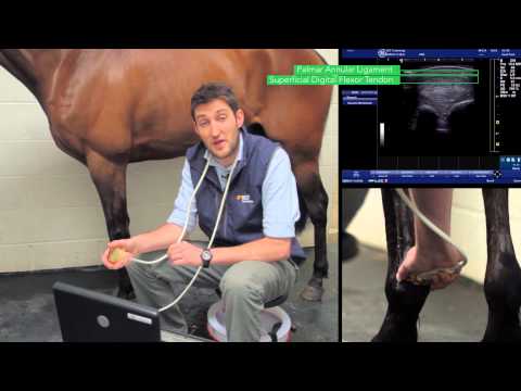 IMV imaging Ultrasonography of the Distal Limb video 9 - The distal metacarpus