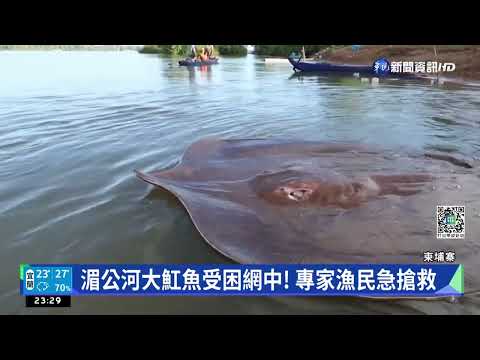 湄公河大魟魚受困網中! 專家漁民急搶救