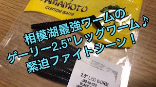 冨沢真樹 撮影　2019年 真冬の相模湖でレッグワーム2.5が炸裂‼️真冬の貴重な1本を捉えた緊迫のファイトシーン！