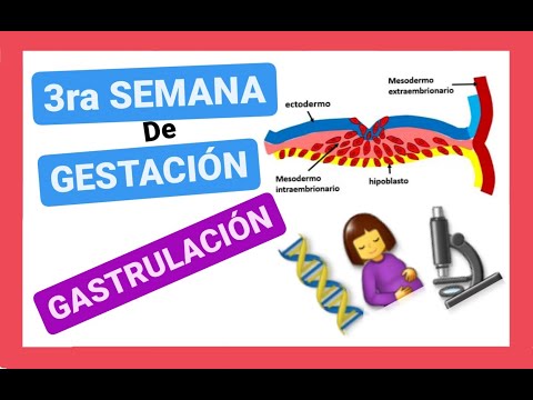 ✅TERCERA (3ra) SEMANA del DESARROLLO EMBRIONARIO:GASTRULACIÓN|DISCO TRILAMINAR|EMBRIOLOGÍA (clase 5)
