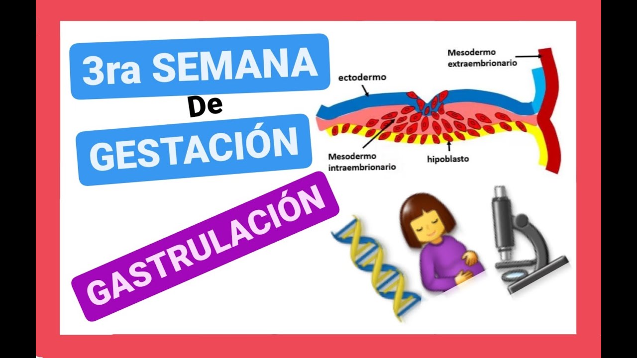 ✅TERCERA (3ra) SEMANA del DESARROLLO EMBRIONARIO:GASTRULACIÓN|DISCO TRILAMINAR|EMBRIOLOGÍA (clase 5)