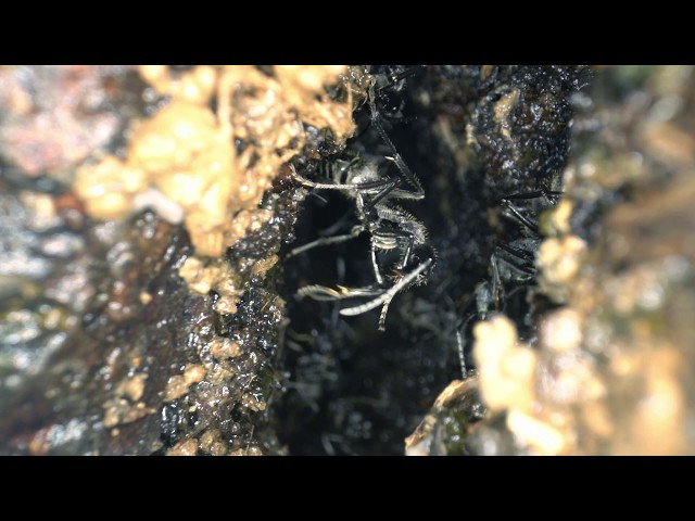 Video Teaser für Laowa 24mm f/14 2X Macro Probe: Ants footage using embedded LED light