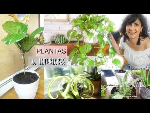 Plantas de Interior  + TIPS BASICOS PARA CUIDARLAS 🌱 NO LAS DEJES MORIR !