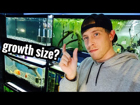 YouTube video about: How fast do oscars grow?