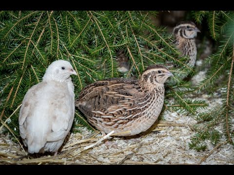 , title : 'Smålands mest bortskämda vaktlar *Småland's(Swedish province) most spoiled quail*Quail Setup*