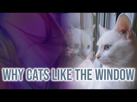 Why Do Cats Like Looking Out the Window? | Cool Cats & The D.E.V.