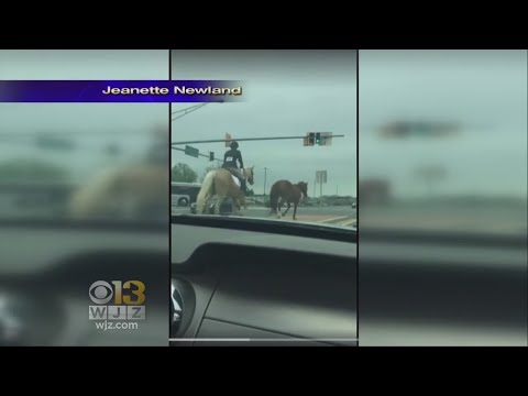 Hold Your Horses: Teen Chases Runaway Horse Down Busy Highway