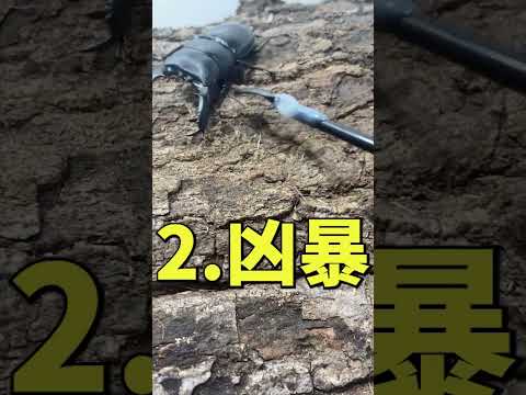 パラワンパレットについて詳しく解説