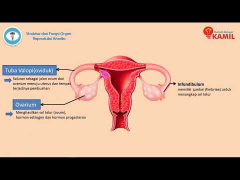 IPA Kelas 9 : Sistem Reproduksi Pada Manusia III (Organ Reproduksi pada Wanita + Oogenesis)