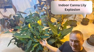 How to Care for Indoor Canna Lily