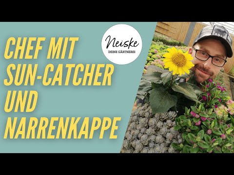 Der Chef zeigt Euch den Sun Catcher und setzt die Narrenkappe in Szene!