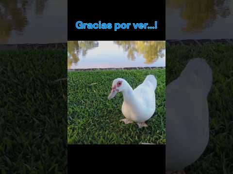 Parque de la Agricultura - Esperanza - Santa Fe #shorts