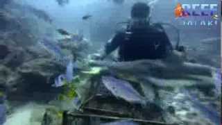 preview picture of video 'Reef Safari Shark Dive Shangri-la Fijian Resort & Spa'