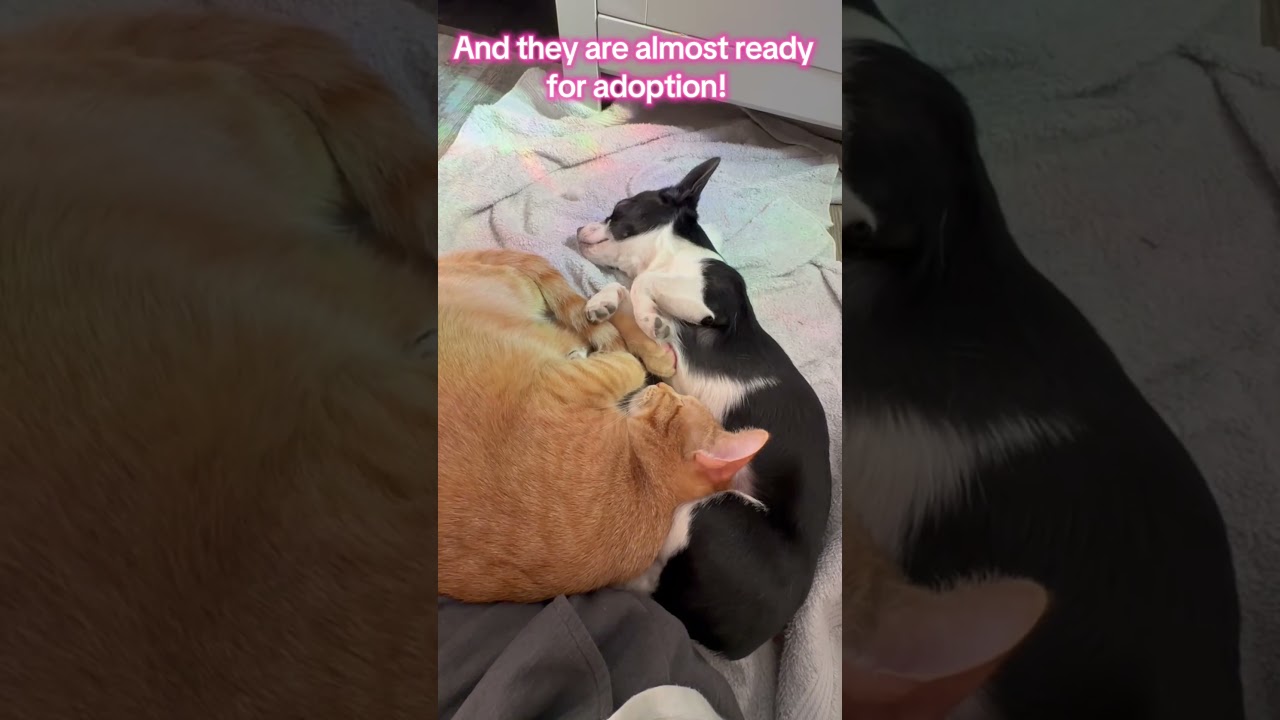 Enlarge Stevie Nicks , an adopted mixed breed in Murrieta, CA video 1/6