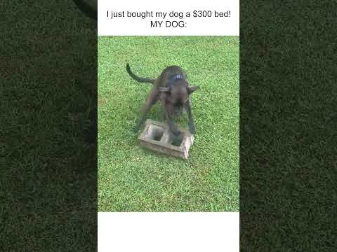 Le chien a un jouet inhabituel