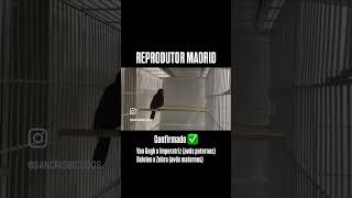 GALADOR MADRID