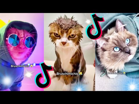 😹 Lo Mejor De Los Bruschimichis @pablobruschi 💗 Hora De Risa 🐈💕