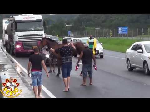 Cavalo invade a Br 116 na Entrada da Favela dos Brancos