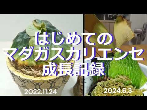 IUCN分類における絶滅の危険性を示す図。