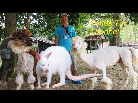 Albino Animals Compilation