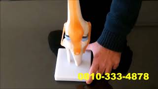 Video de Modelo funcional de la rodilla XC-111