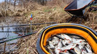 На річці Уж — активний кльов краснопірки: за кілька годин повна балія