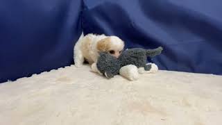 ハーフ犬の動画01