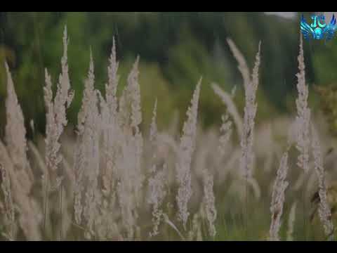 [VIETSUB] RAINING (Kor ver) - WINNER (With rain sound)