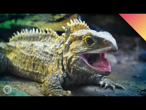 Tuatara Time! – Face To Face With A Living Fossil! (ft. John Green)