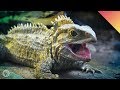 Tuatara Time! – Face To Face With A Living Fossil! (ft. John Green)